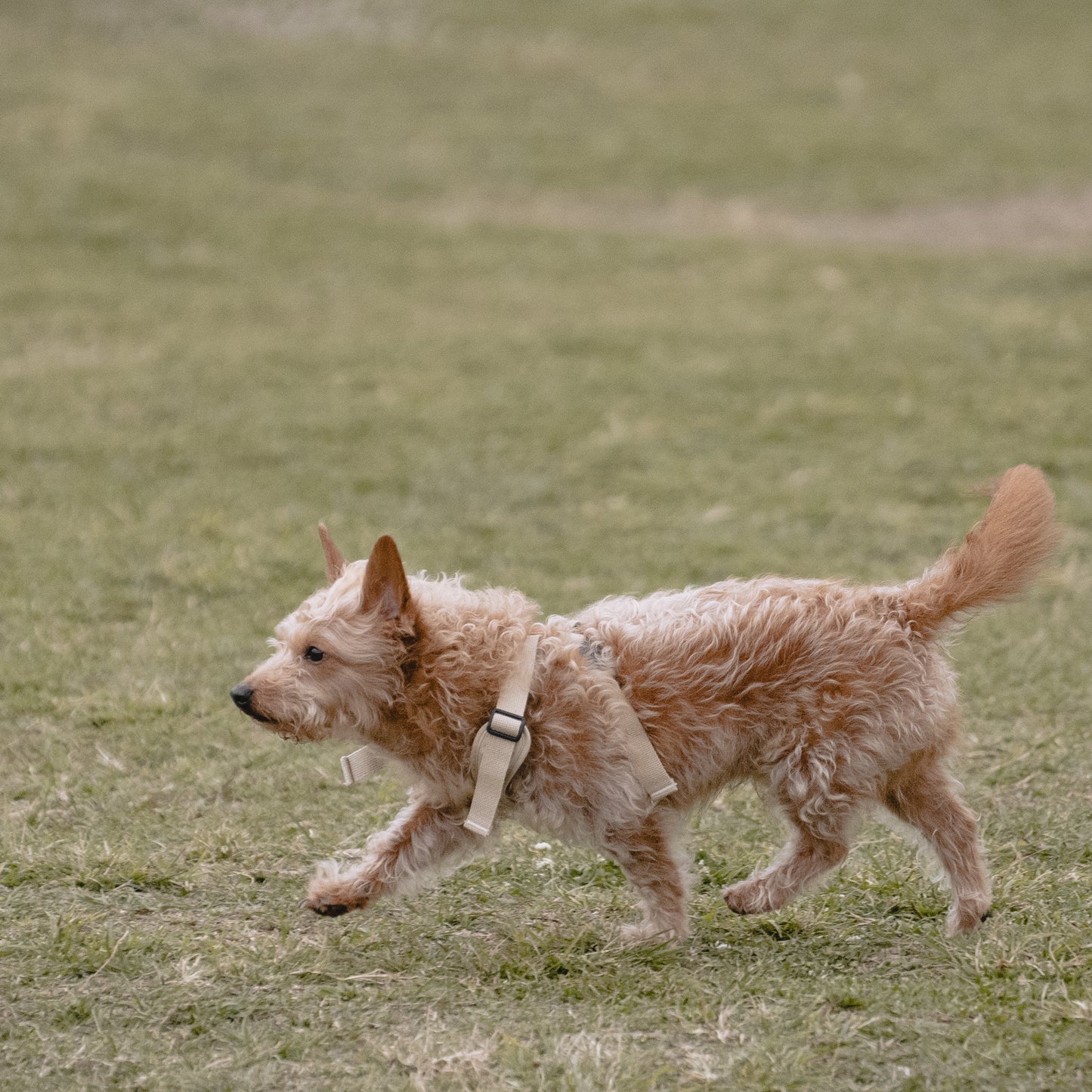 素喜快扣胸背帶 M