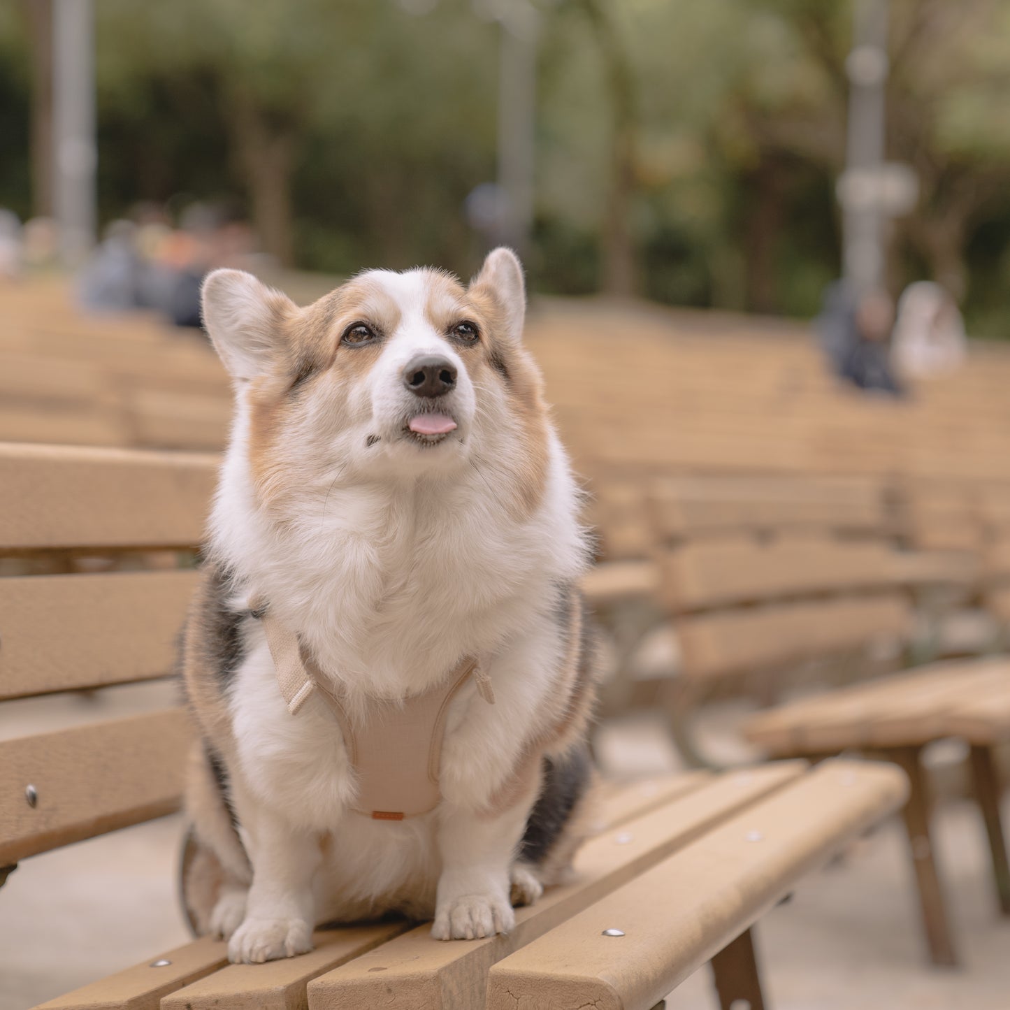 素喜快扣胸背帶 M