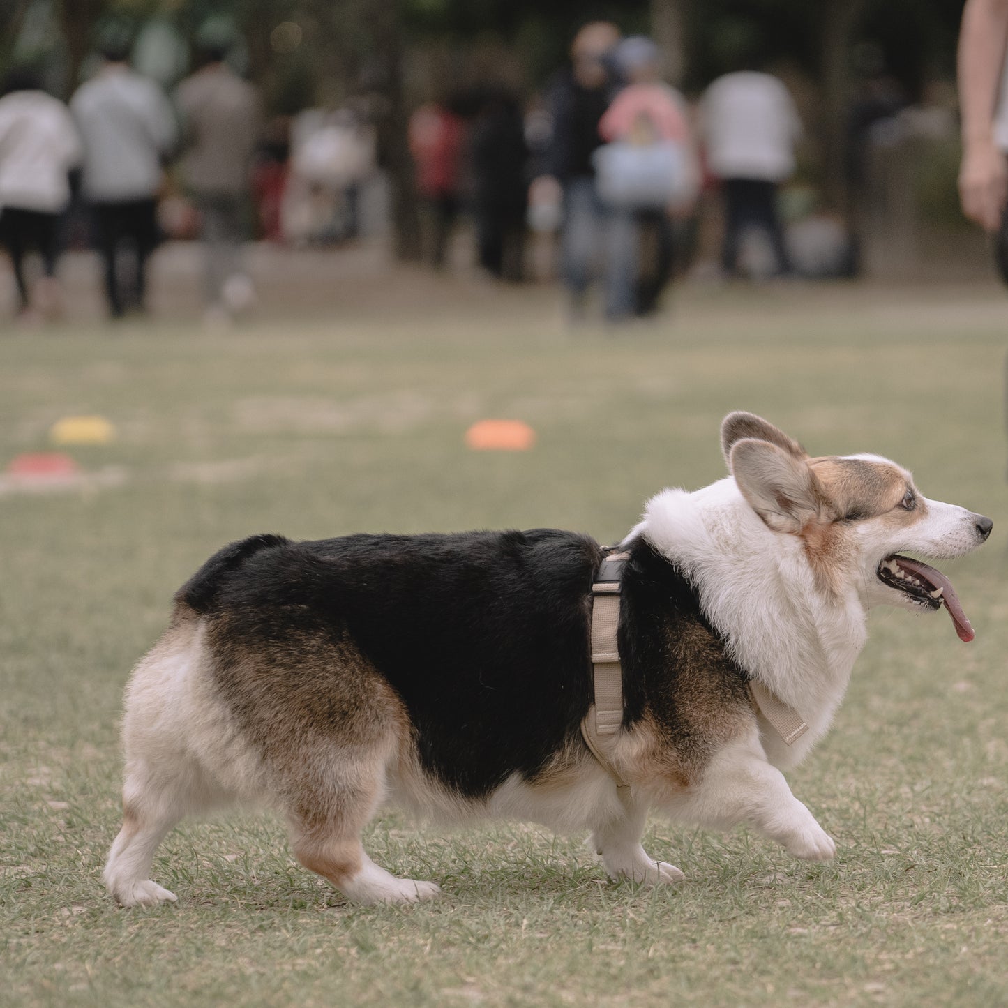 素喜快扣胸背帶 M