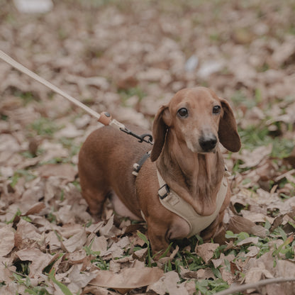 素喜快扣胸背帶 S