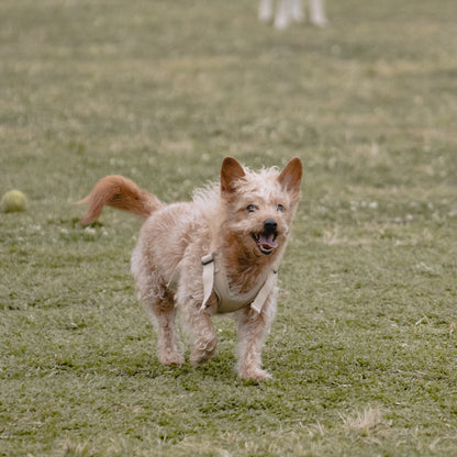 素喜快扣胸背帶 M