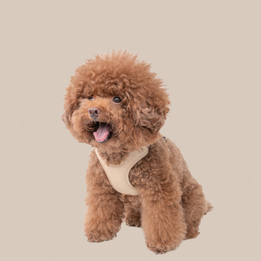 素喜快扣胸背帶 S