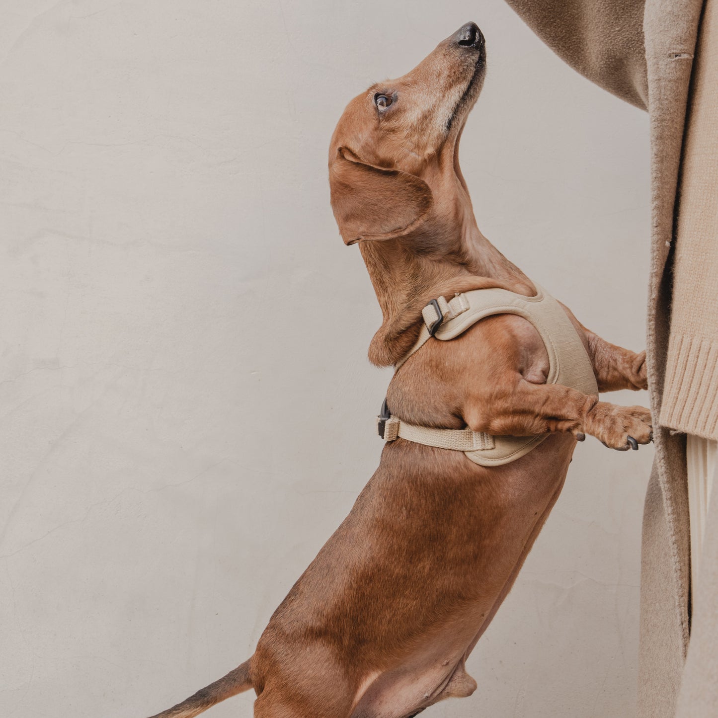 素喜快扣胸背帶 S